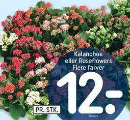 REMA 1000 Kalanchoe eller Roseflowers Flere farver tilbud