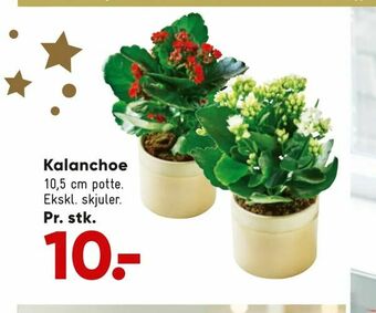 Kalanchoe