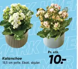 Bilka Kalanchoe tilbud