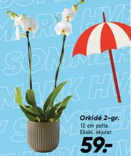 Bilka Orkidé 2-gr. tilbud