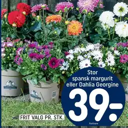 Stor spansk margurit eller Dahlia Geogine