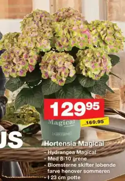 Bauhaus Hortensia Magical tilbud