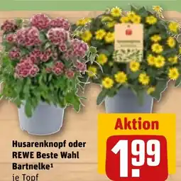 REWE DE Husarenknopf oder REWE Beste Wahl Bartnelke1 je Topf tilbud