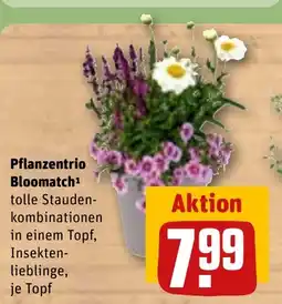 REWE DE Pflanzentrio Bloomatch¹ tilbud