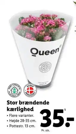 Lidl Stor brændende kærlighed tilbud