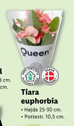 Lidl Tiara euphorbia tilbud
