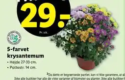 Lidl 5-farvet krysantemum tilbud