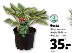 Lidl Hosta tilbud