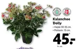 Lidl Kalanchoe Dolly tilbud