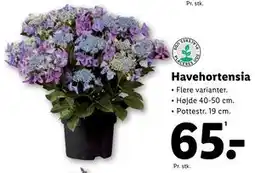 Lidl Havehortensia tilbud