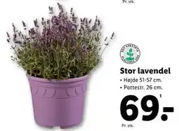 Lidl Stor lavendel tilbud