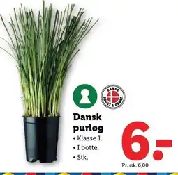 Lidl Dansk purløg tilbud
