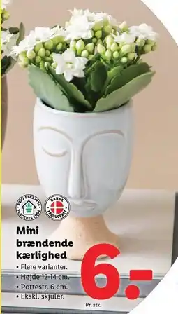 Lidl Mini brændende kærlighed tilbud