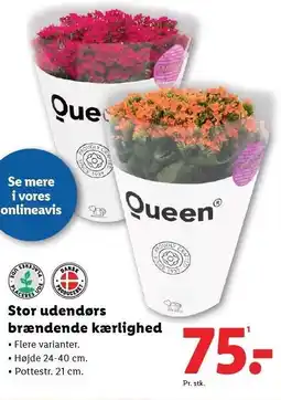 Lidl Stor udendørs brændende kærlighed tilbud