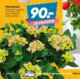 Hortensia