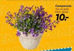 Bilka Campanula tilbud