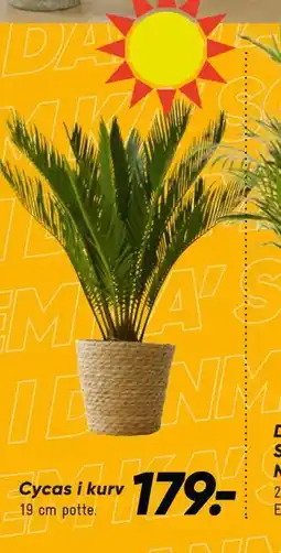 Bilka Cycas i kurv tilbud