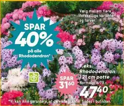 Bilka Rhododendron i 21 cm potte tilbud
