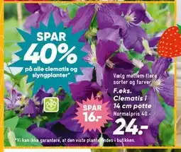 Bilka Clematis i 14 cm potte tilbud