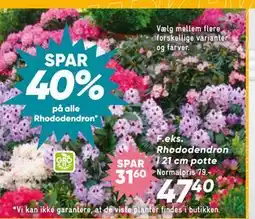 Bilka Spar 40% på alle Rhododendron tilbud