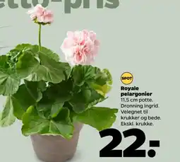 Royale pelargonier
