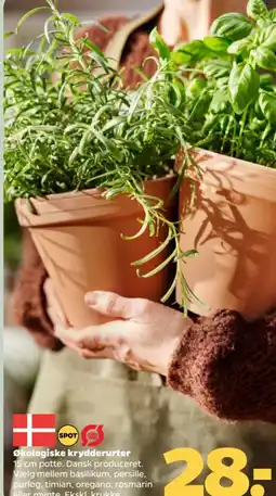 Netto Økologiske krydderurter tilbud