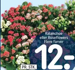 REMA 1000 Kalanchoe eller Roseflowers tilbud