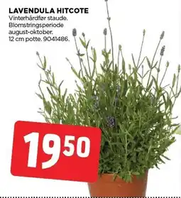 jem & fix LAVENDULA HITCOTE tilbud