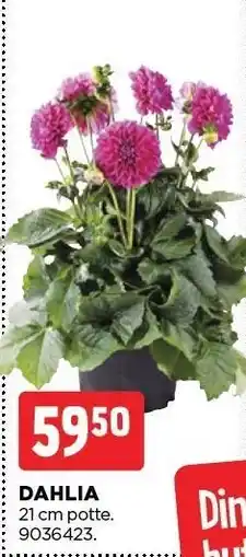 jem & fix DAHLIA tilbud