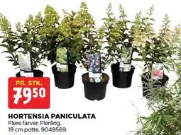 jem & fix HORTENSIA PANICULATA tilbud