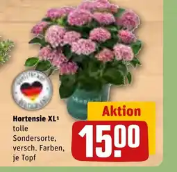 REWE DE Hortensie XL1 tolle tilbud