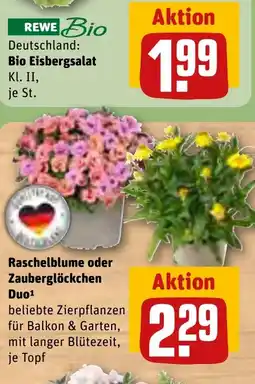REWE DE REWE Beste Wahl Scheinmyrthe oder Nelke Sprint Pastel¹ sonnenliebende, pflegeleichte Zierpflanzen, tilbud