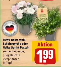 REWE DE REWE Beste Wahl Scheinmyrthe oder Nelke Sprint Pastel¹ sonnenliebende, pflegeleichte Zierpflanzen, tilbud