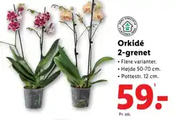 Lidl Orkidé 2-grenet tilbud