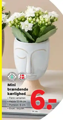 Lidl Mini brændende kærlighed tilbud