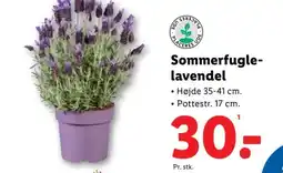 Lidl Sommerfugle- lavendel tilbud