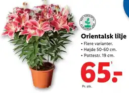 Lidl Orientalsk lilje tilbud