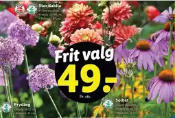 Lidl Stor dahlia, Solhat eller Prydløg tilbud