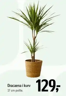 Føtex Dracaena i kurv tilbud