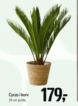 Føtex Cycas i kurv tilbud