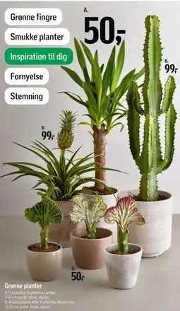 Føtex Grønne planter tilbud