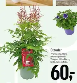 Føtex Stauder tilbud
