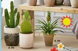 Bilka Arjanasplante eller Opuntia tilbud