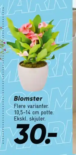 Bilka Blomster tilbud