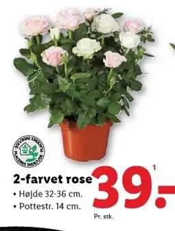Lidl 2-farvet rose tilbud