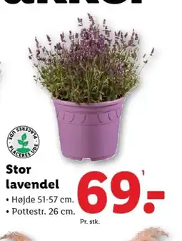 Lidl Stor lavendel tilbud
