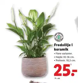 Lidl Fredslilje i keramik tilbud