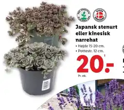 Lidl Japansk stenurt eller kinesisk narrehat tilbud