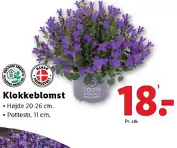 Lidl Klokkeblomst tilbud