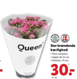 Lidl Stor brændende kærlighed tilbud